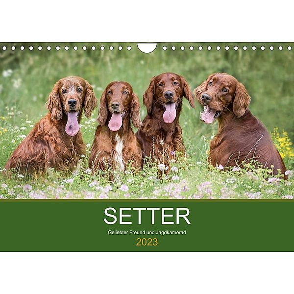 Setter - Geliebter Freund und Jagdkamerad (Wandkalender 2023 DIN A4 quer), Andrea Mayer Tierfotografie