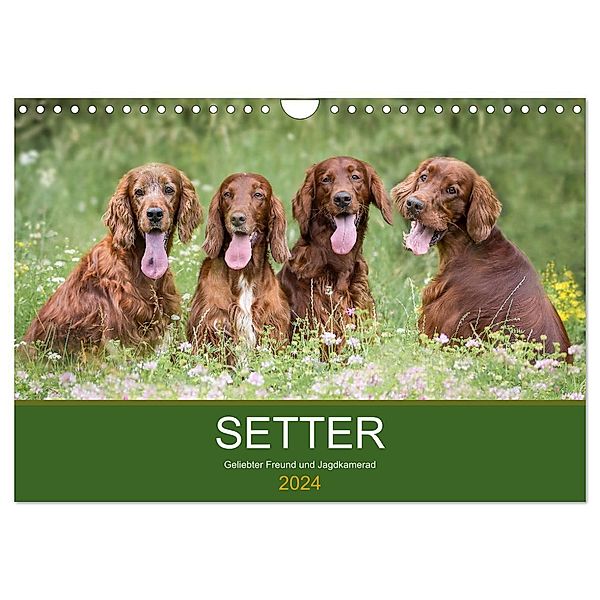 Setter - Geliebter Freund und Jagdkamerad (Wandkalender 2024 DIN A4 quer), CALVENDO Monatskalender, Andrea Mayer Tierfotografie