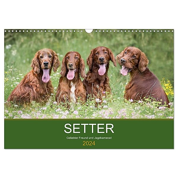 Setter - Geliebter Freund und Jagdkamerad (Wandkalender 2024 DIN A3 quer), CALVENDO Monatskalender, Andrea Mayer Tierfotografie