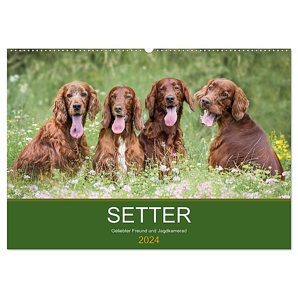 Setter - Geliebter Freund und Jagdkamerad (Wandkalender 2024 DIN A2 quer), CALVENDO Monatskalender, Andrea Mayer Tierfotografie