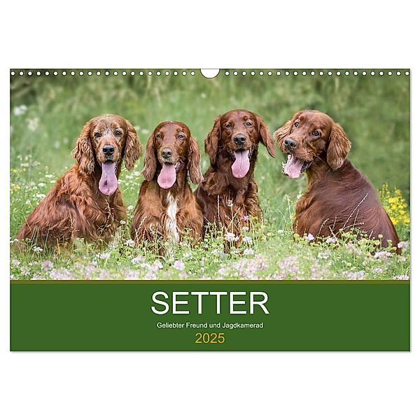 Setter - Geliebter Freund und Jagdkamerad (Wandkalender 2025 DIN A3 quer), CALVENDO Monatskalender, Calvendo, Andrea Mayer Tierfotografie