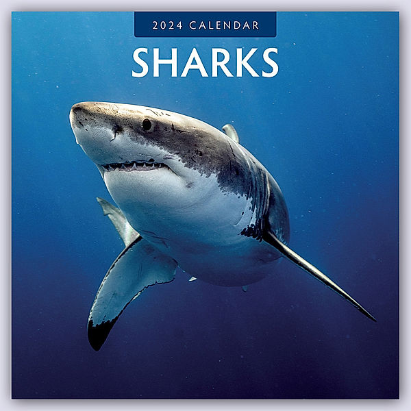 Sharks - Haie 2024 - 16-Monatskalender, Red Robin Publishing Ltd