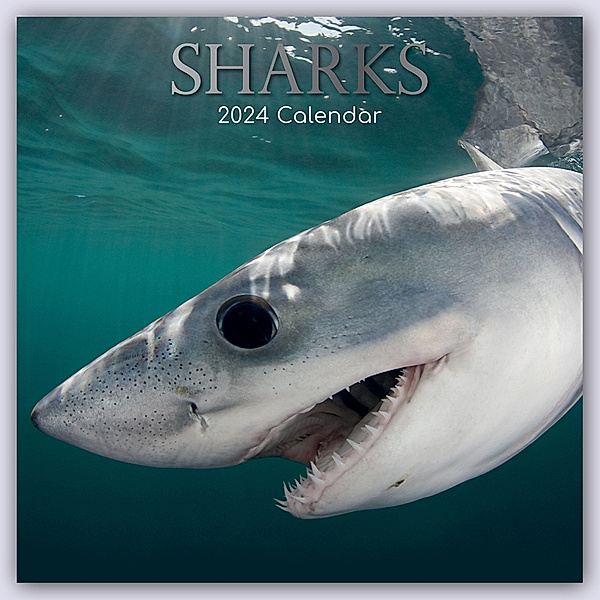 Sharks - Haie 2024 - 16-Monatskalender, Gifted Stationery Co. Ltd