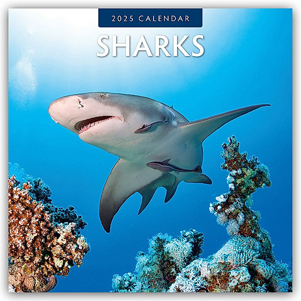 Sharks - Haie 2025 - 16-Monatskalender, Red Robin Publishing Ltd