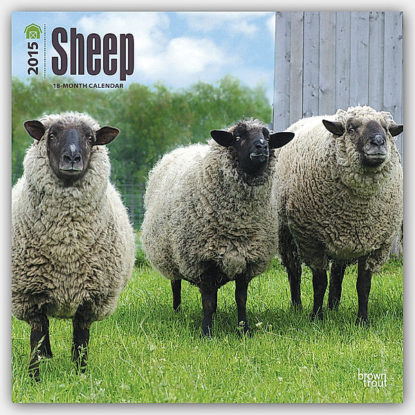 Sheep 2015 Wall