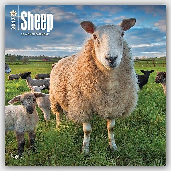 Sheep - Schafe 2017 - 18-Monatskalender