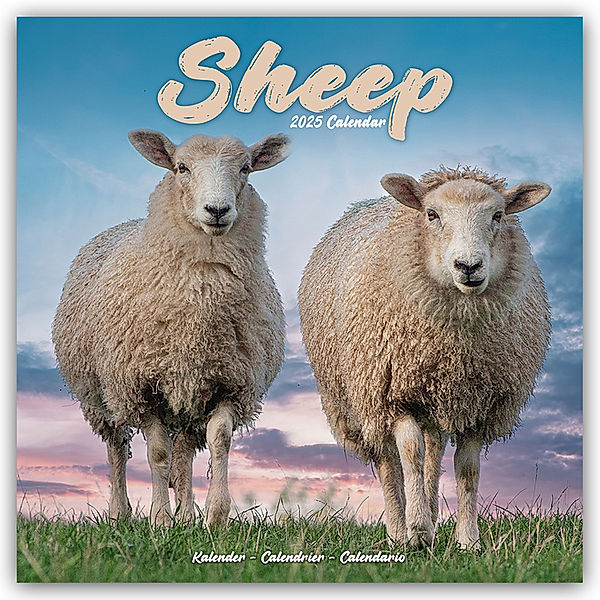 Sheep - Schafe 2025 - 16-Monatskalender, Avonside Publishing Ltd