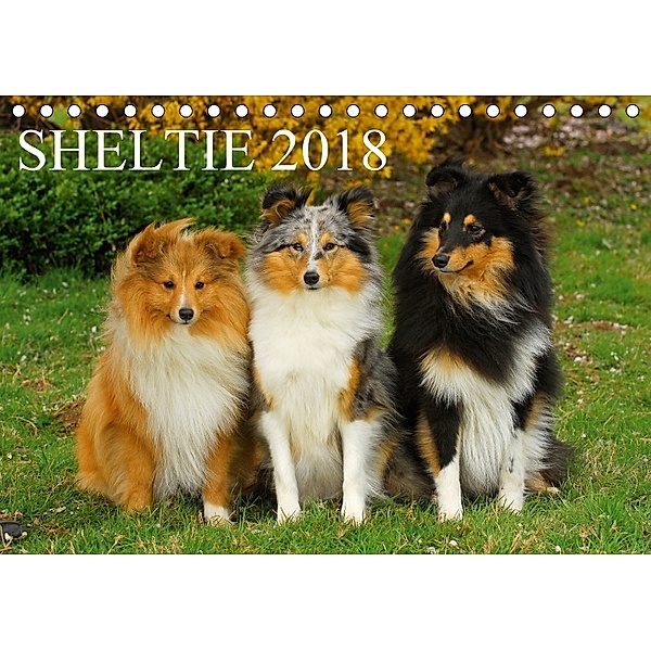Sheltie 2018 (Tischkalender 2018 DIN A5 quer), Sigrid Starick