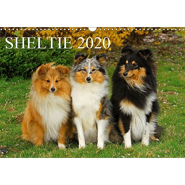 Sheltie 2020 (Wandkalender 2020 DIN A3 quer), Sigrid Starick