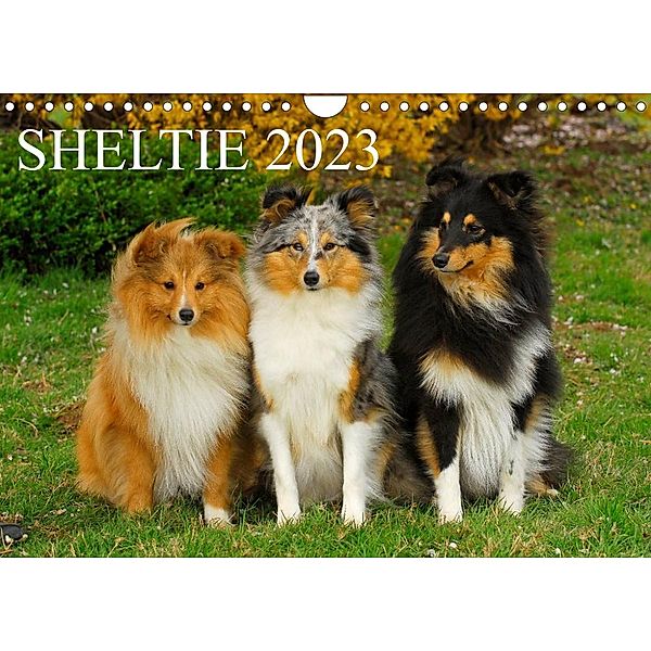 Sheltie 2023 (Wandkalender 2023 DIN A4 quer), Sigrid Starick