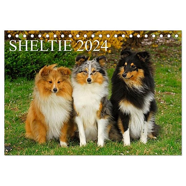 Sheltie 2024 (Tischkalender 2024 DIN A5 quer), CALVENDO Monatskalender, Sigrid Starick