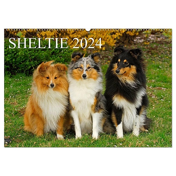 Sheltie 2024 (Wandkalender 2024 DIN A2 quer), CALVENDO Monatskalender, Sigrid Starick