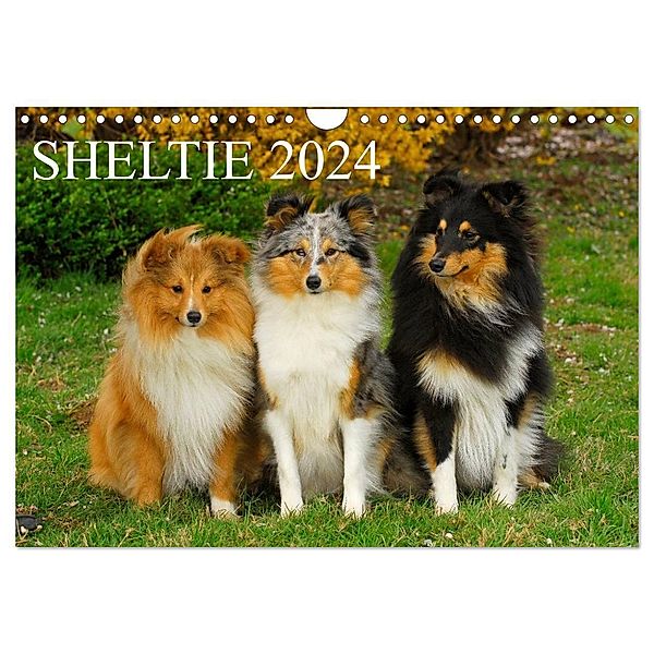 Sheltie 2024 (Wandkalender 2024 DIN A4 quer), CALVENDO Monatskalender, Sigrid Starick