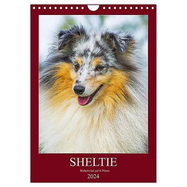 Sheltie - Wirbelwind auf 4 Pfoten (Wandkalender 2024 DIN A4 hoch), CALVENDO Monatskalender, Sigrid Starick