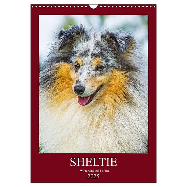 Sheltie - Wirbelwind auf 4 Pfoten (Wandkalender 2025 DIN A3 hoch), CALVENDO Monatskalender, Calvendo, Sigrid Starick