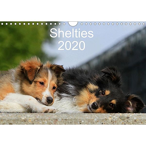 Shelties 2020 (Wandkalender 2020 DIN A4 quer), Marion Reiß - Seibert