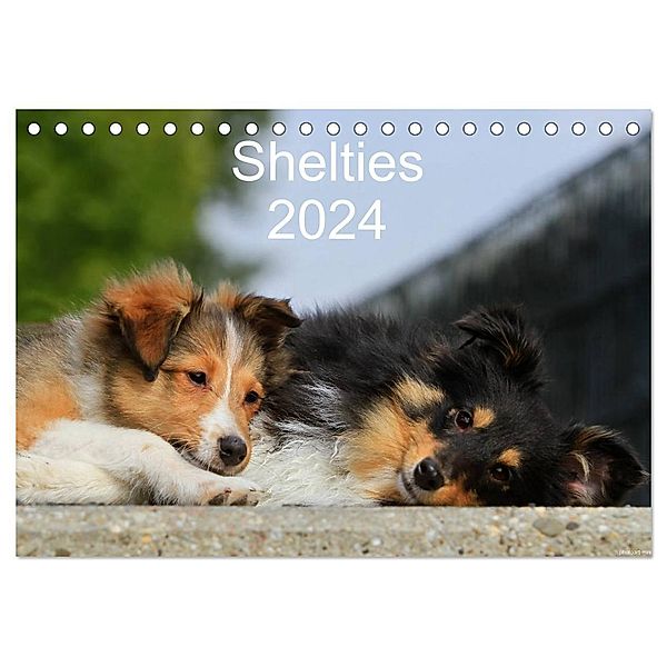 Shelties 2024 (Tischkalender 2024 DIN A5 quer), CALVENDO Monatskalender, Marion Reiß - Seibert