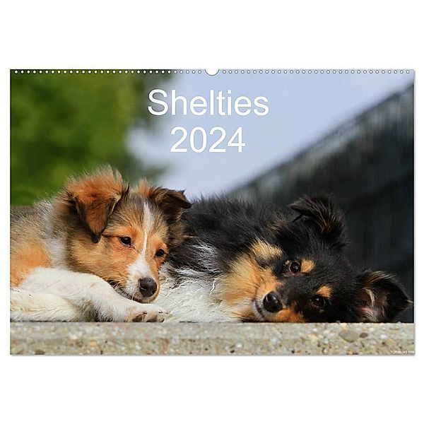 Shelties 2024 (Wandkalender 2024 DIN A2 quer), CALVENDO Monatskalender, Marion Reiss - Seibert