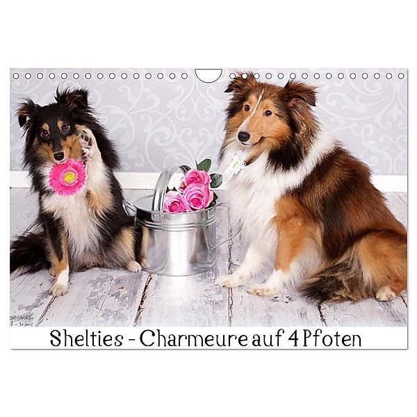 Shelties : Charmeure auf 4 Pfoten (Wandkalender 2024 DIN A4 quer), CALVENDO Monatskalender, Marion Reiss - Seibert