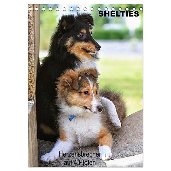 SHELTIES Herzensbrecher auf 4 Pfoten (Tischkalender 2024 DIN A5 hoch), CALVENDO Monatskalender, Marion Reiss-Seibert