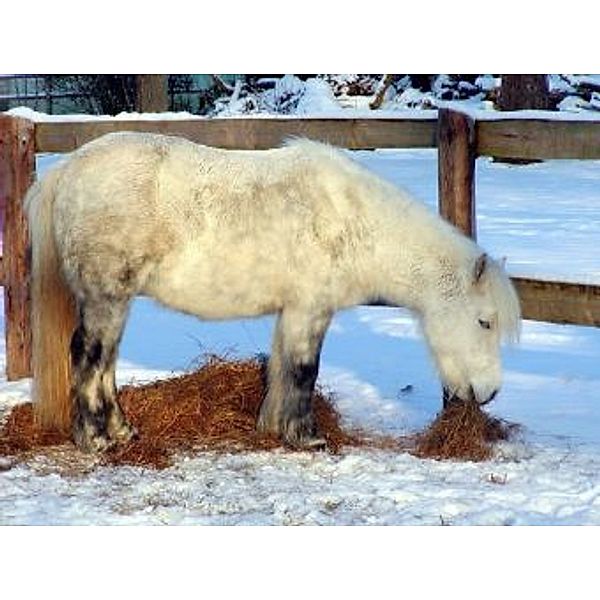 Shetland Pony - 1.000 Teile (Puzzle)