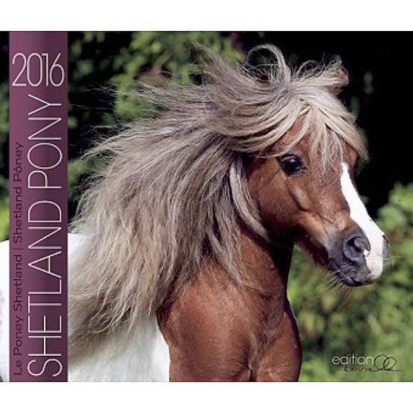 Shetland Pony 2016