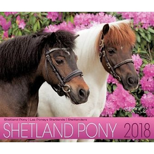 Shetland Pony 2018