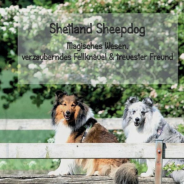 Shetland Sheepdog - Magisches Wesen, bezauberndes Fellknäuel und treuster Freund