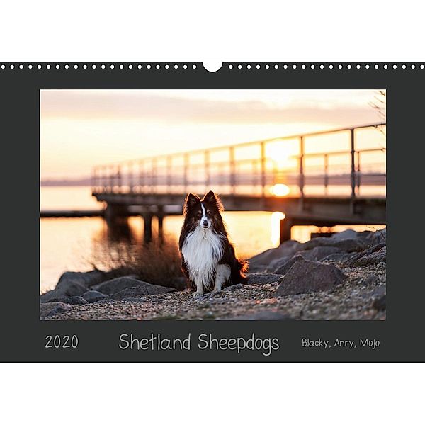 Shetland Sheepdogs Blacky, Anry, Mojo 2020 (Wandkalender 2020 DIN A3 quer), Madlen Kudla