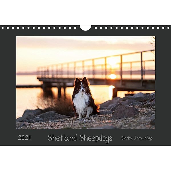 Shetland Sheepdogs Blacky, Anry, Mojo 2021 (Wandkalender 2021 DIN A4 quer), Madlen Kudla