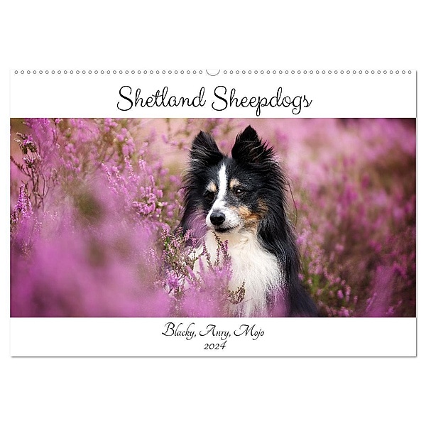 Shetland Sheepdogs Blacky, Anry, Mojo 2024 (Wandkalender 2024 DIN A2 quer), CALVENDO Monatskalender, Madlen Kudla