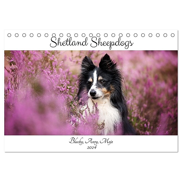 Shetland Sheepdogs Blacky, Anry, Mojo 2024 (Tischkalender 2024 DIN A5 quer), CALVENDO Monatskalender, Madlen Kudla