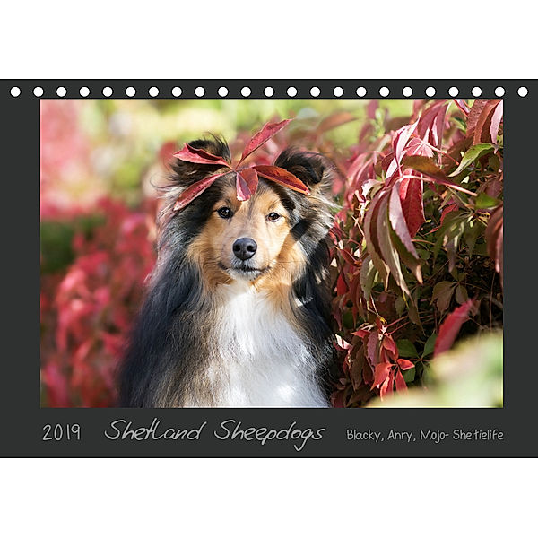 Shetland Sheepdogs Blacky, Anry, Mojo Sheltielife 2019 (Tischkalender 2019 DIN A5 quer), Madlen Kudla