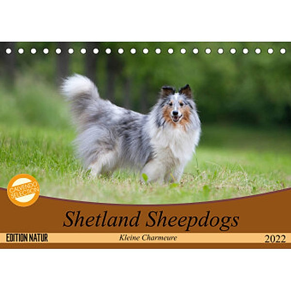 Shetland Sheepdogs - Kleine Charmeure (Tischkalender 2022 DIN A5 quer), Angela Münzel-Hashish - www.tierphotografie.com