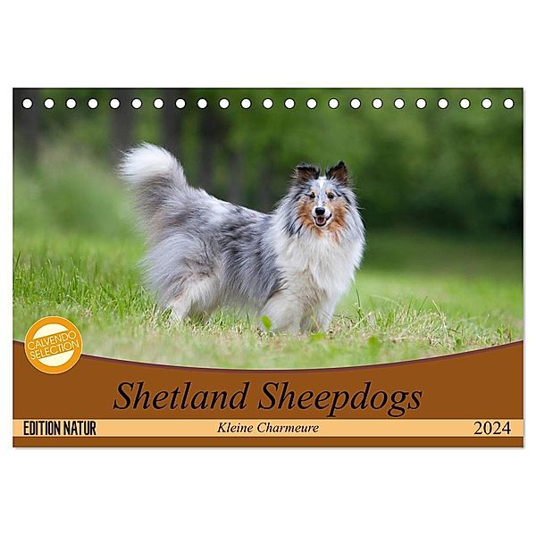 Shetland Sheepdogs - Kleine Charmeure (Tischkalender 2024 DIN A5 quer), CALVENDO Monatskalender, Angela Münzel-Hashish - www.tierphotografie.com