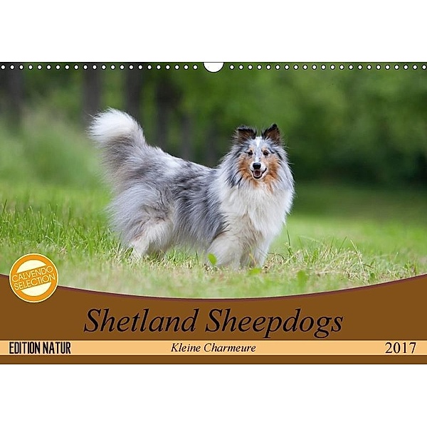 Shetland Sheepdogs - Kleine Charmeure (Wandkalender 2017 DIN A3 quer), Angela Münzel-Hashish
