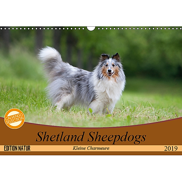 Shetland Sheepdogs - Kleine Charmeure (Wandkalender 2019 DIN A3 quer), Angela Münzel-Hashish
