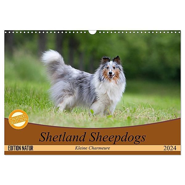 Shetland Sheepdogs - Kleine Charmeure (Wandkalender 2024 DIN A3 quer), CALVENDO Monatskalender, Angela Münzel-Hashish - www.tierphotografie.com