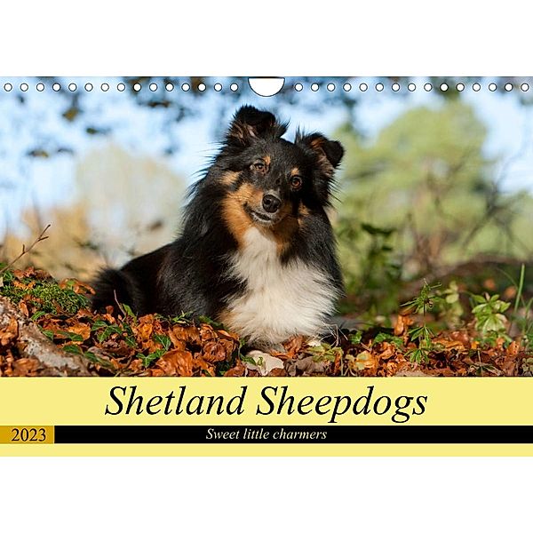 Shetland Sheepdogs - Sweet little charmers (Wall Calendar 2023 DIN A4 Landscape), Angela Muenzel-Hashish