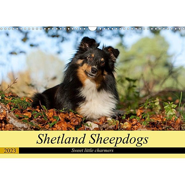 Shetland Sheepdogs - Sweet little charmers (Wall Calendar 2023 DIN A3 Landscape), Angela Muenzel-Hashish