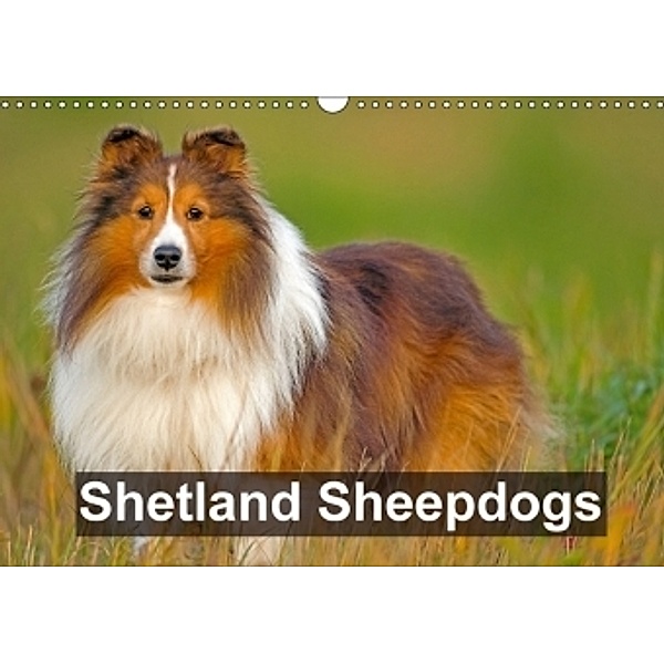 Shetland Sheepdogs (Wall Calendar 2017 DIN A3 Landscape), ROLF KOPFLE