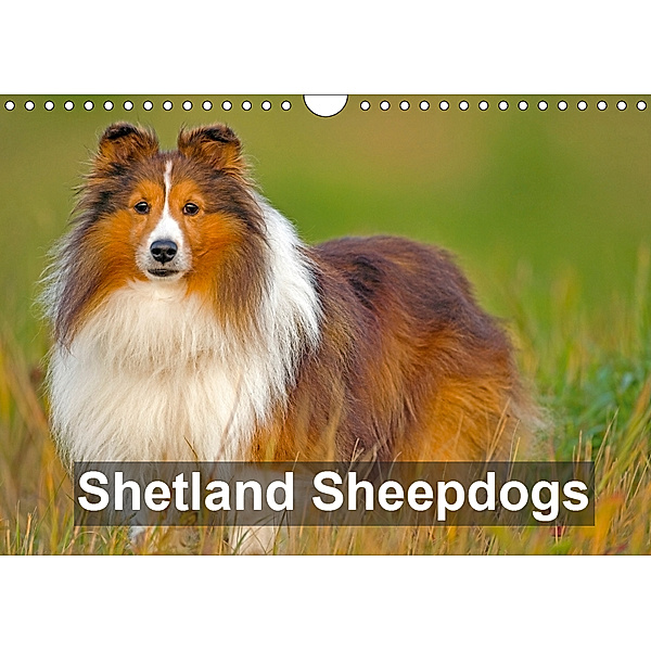 Shetland Sheepdogs (Wall Calendar 2019 DIN A4 Landscape), Rolf Kopfle