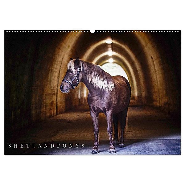 Shetlandpony Kalender (Wandkalender 2024 DIN A2 quer), CALVENDO Monatskalender, Nina D. Fotografie