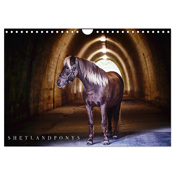 Shetlandpony Kalender (Wandkalender 2024 DIN A4 quer), CALVENDO Monatskalender, Nina D. Fotografie