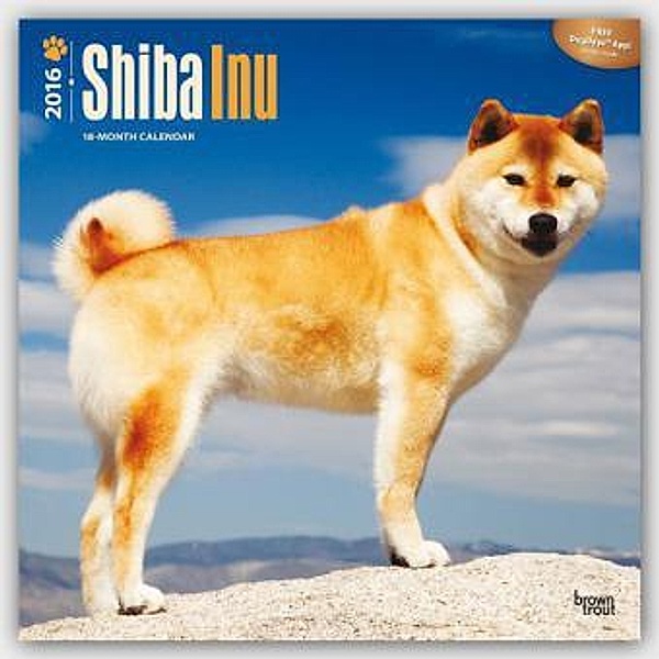 Shiba Inu 2016