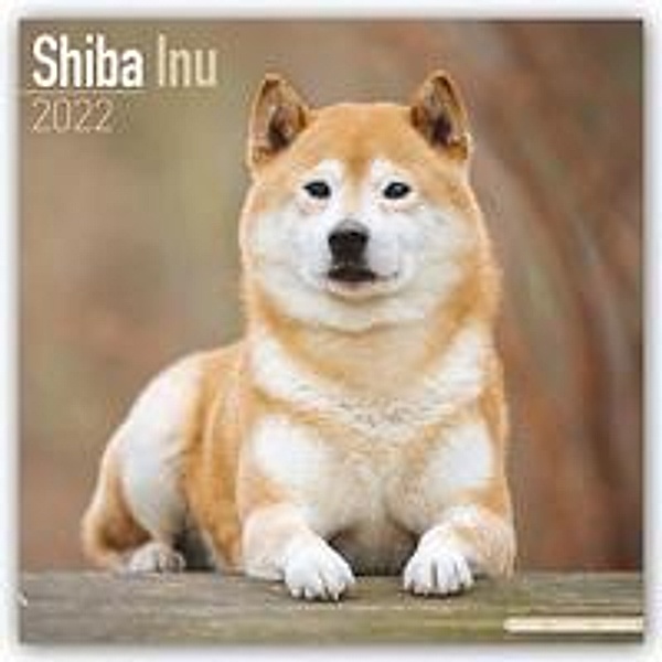 Shiba Inu 2023 - 16-Monatskalender, Avonside Publishing Ltd