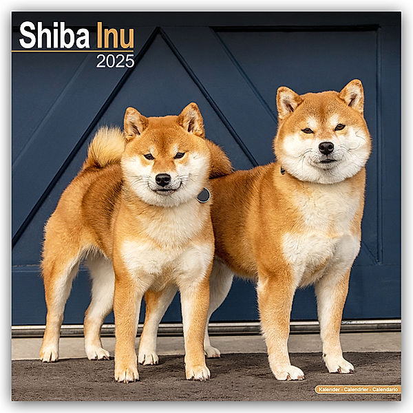 Shiba Inu 2025 - 16-Monatskalender, Avonside Publishing Ltd