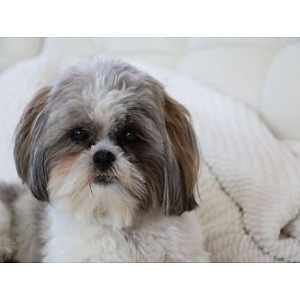 Shih Tzu - 1.000 Teile (Puzzle)