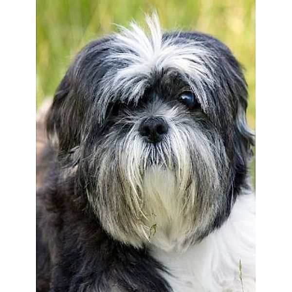 Shih Tzu - 2.000 Teile (Puzzle)