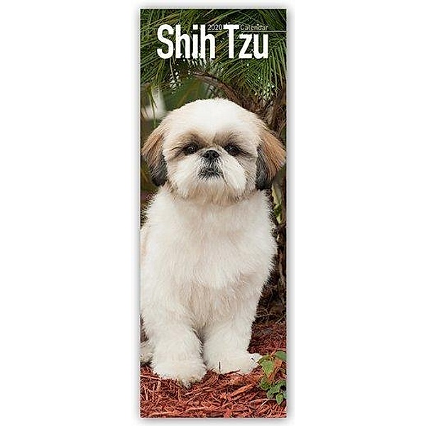 Shih Tzu 2020, Avonside Publishing Ltd